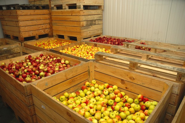 фруктохранилище для яблок
